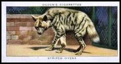 37OZS 20 Striped Hyena.jpg